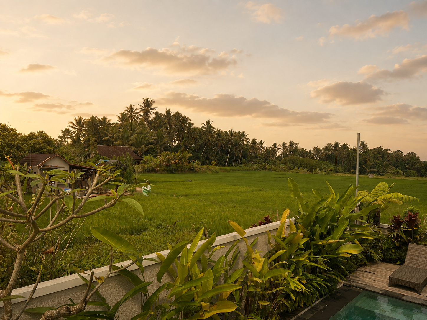 Rice Field View